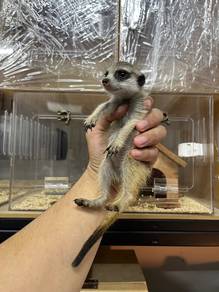 meerkat