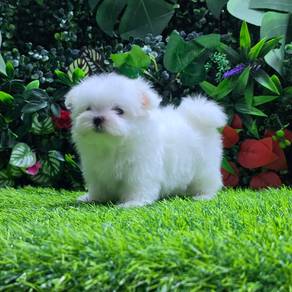 Tiny Fluffy Korean Maltese