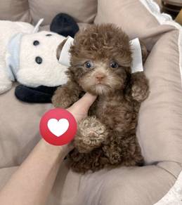 POODLE PUPPIES s132🌻 REHOME Male ~ Female