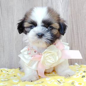 Shih tzu