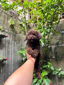 Poodle with MKA pedigree 