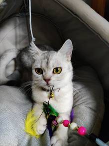 Silver shaded Scottish straight female kitten 
