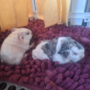 Guinea pig