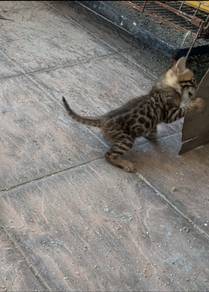 Kucing Bengal