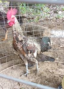 ayam hutan