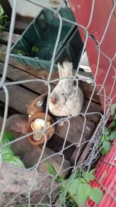 ayam