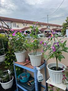 Pokok bunga vinca / periwinkle.