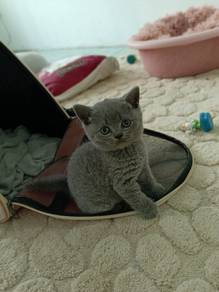 British shorthair 