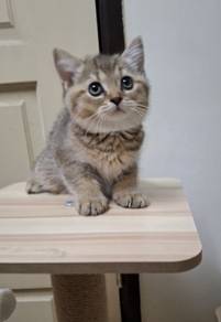 BSH Kitten