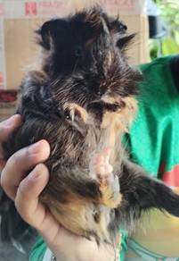 Guinea Pig