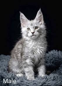 Silver Maine Coon