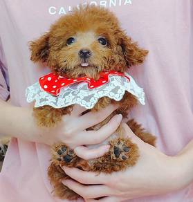 Poodle