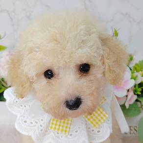 Poodle