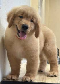 GOLDEN RETRIEVER PUPPIES M797🌻 Cream / Gold Male