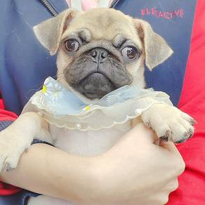 Pug
