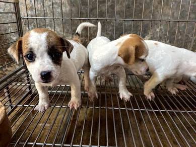 Jack Russell Puppy
