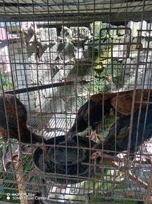 Ayam hiasan (pokoy)