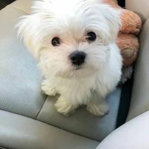 Rosy Maltese Marshallow Puppy Baby Dog