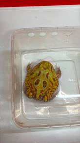 rainbow pacman frog rare
