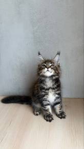 cat for sale mainecoon