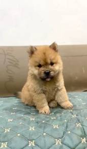 Chow chow puppy AAA