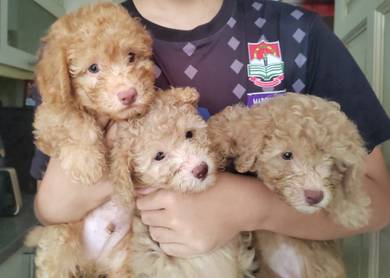 Maltipoo 