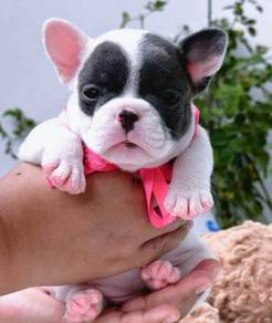 FRENCH BULLDOG PUPPIES VIP31🌻 Cute & Healthy girl