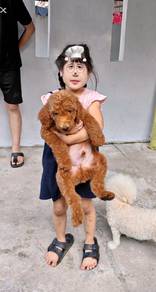 giant poodle M1 巨型贵宾弟弟