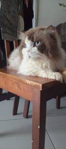 pure ragdoll 