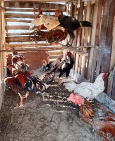 Ayam kampung