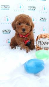 Poodle Toy