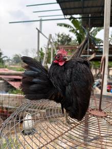 ayam serama