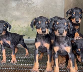 doberman

