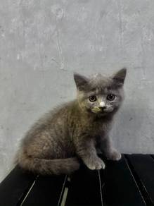 British shorthair
