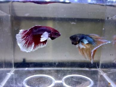 Dumbo Betta Fish Ikan Laga
