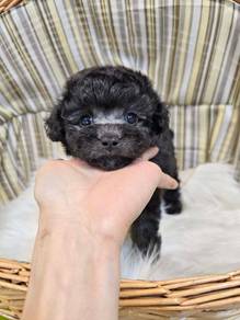 F2019 Endearing Poodle Cute Curly Little Puppy Pup