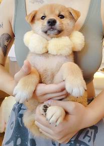 Shiba inu