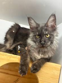 Mainecoon Smoked Grey