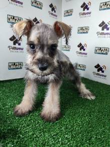Miniature schnauzer grey white