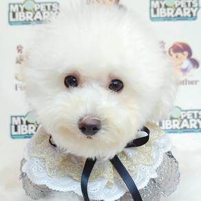 Maltipoo