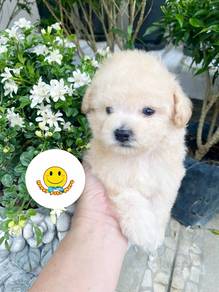 RT990 Tiny Poodle curly haired puppy dog