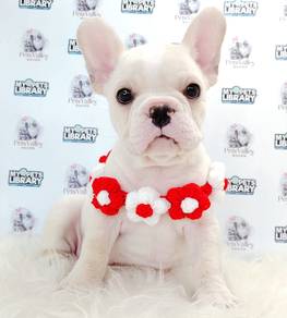 French Bulldog