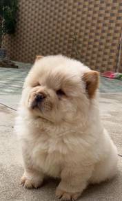 CHow Chow
