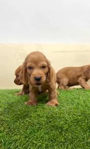 Cocker spaniel england