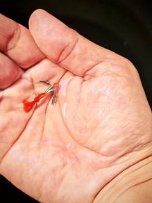 ikan guppy 