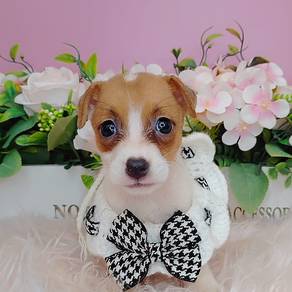 Jack Russell
