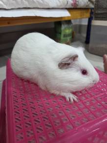 Guinea Pig