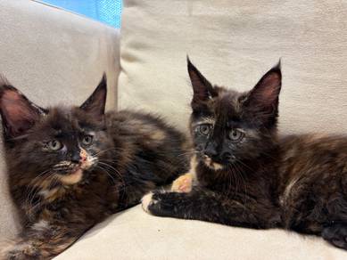 Mainecoon Purebreed