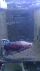 betta fish ikan 