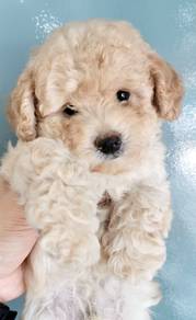 TRR1588 Tiny Poodle super adorable puppy